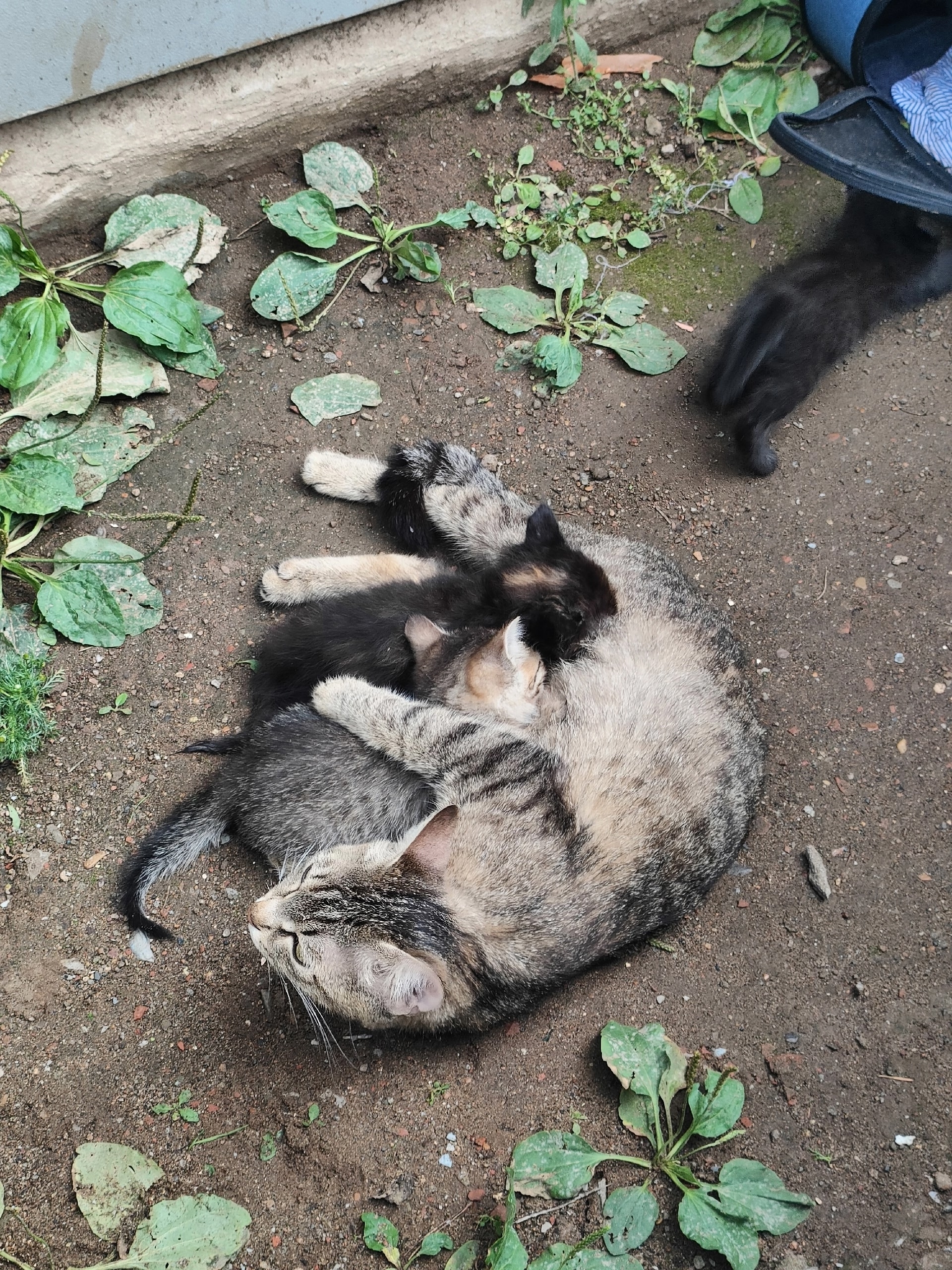 Найдена кошка в Нижнекамске — фото объявления