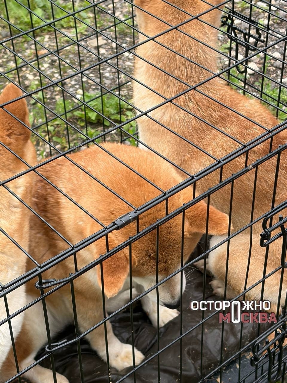 Найдена собака в Домодедове — фото объявления