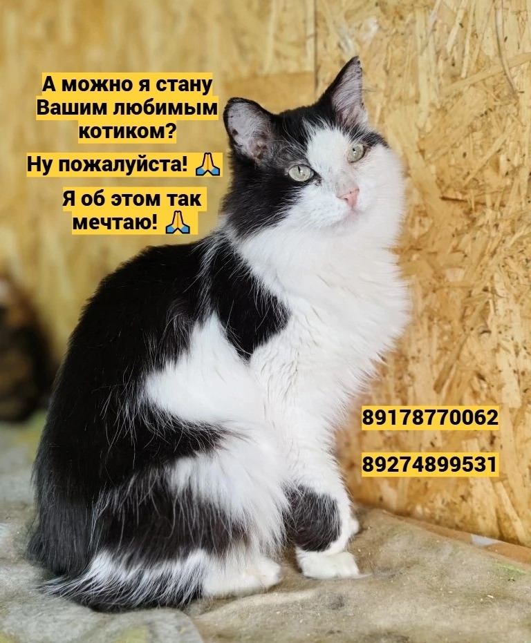 Найдена собака в Набережных Челнах — фото объявления