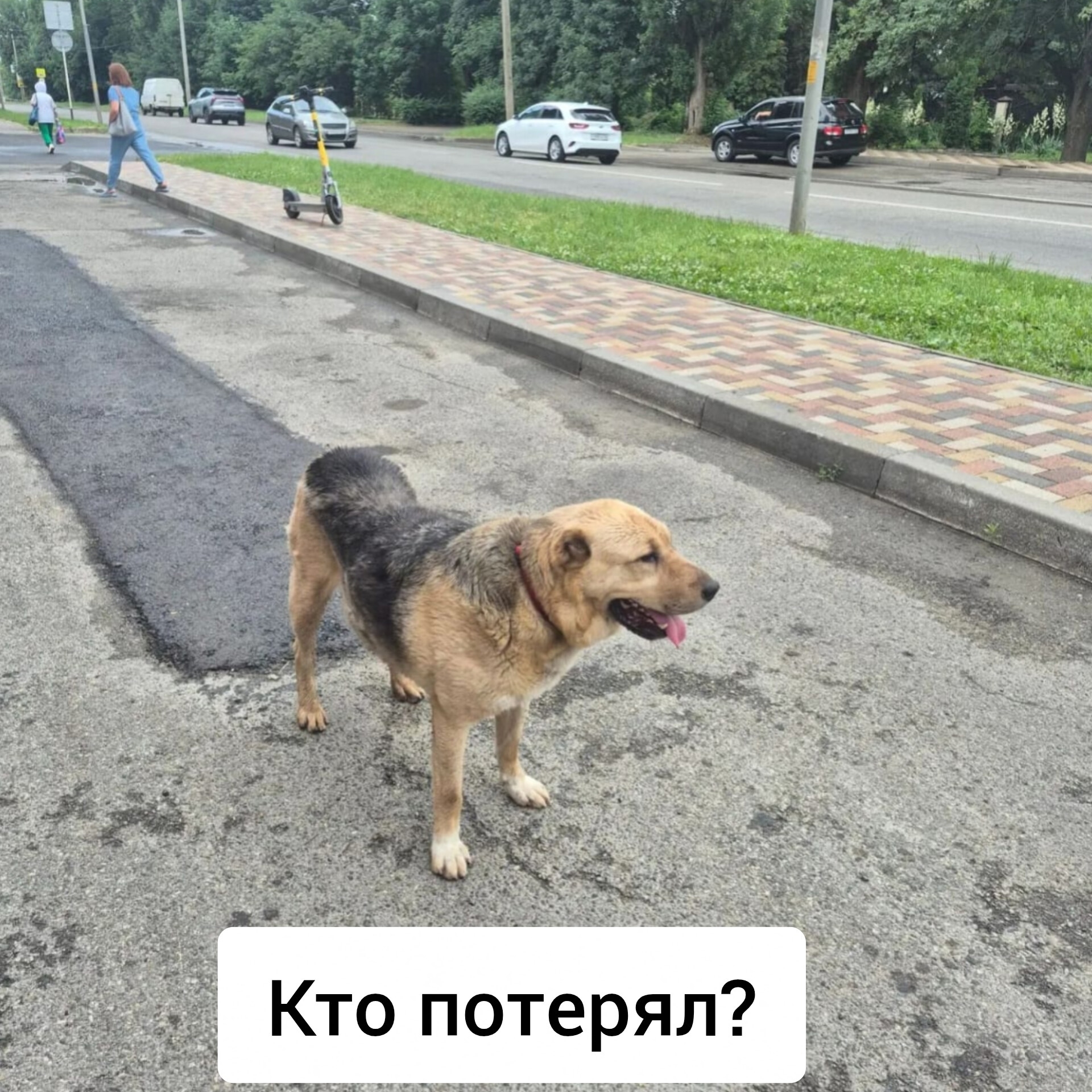 Найдена собака в Ставрополе — фото объявления