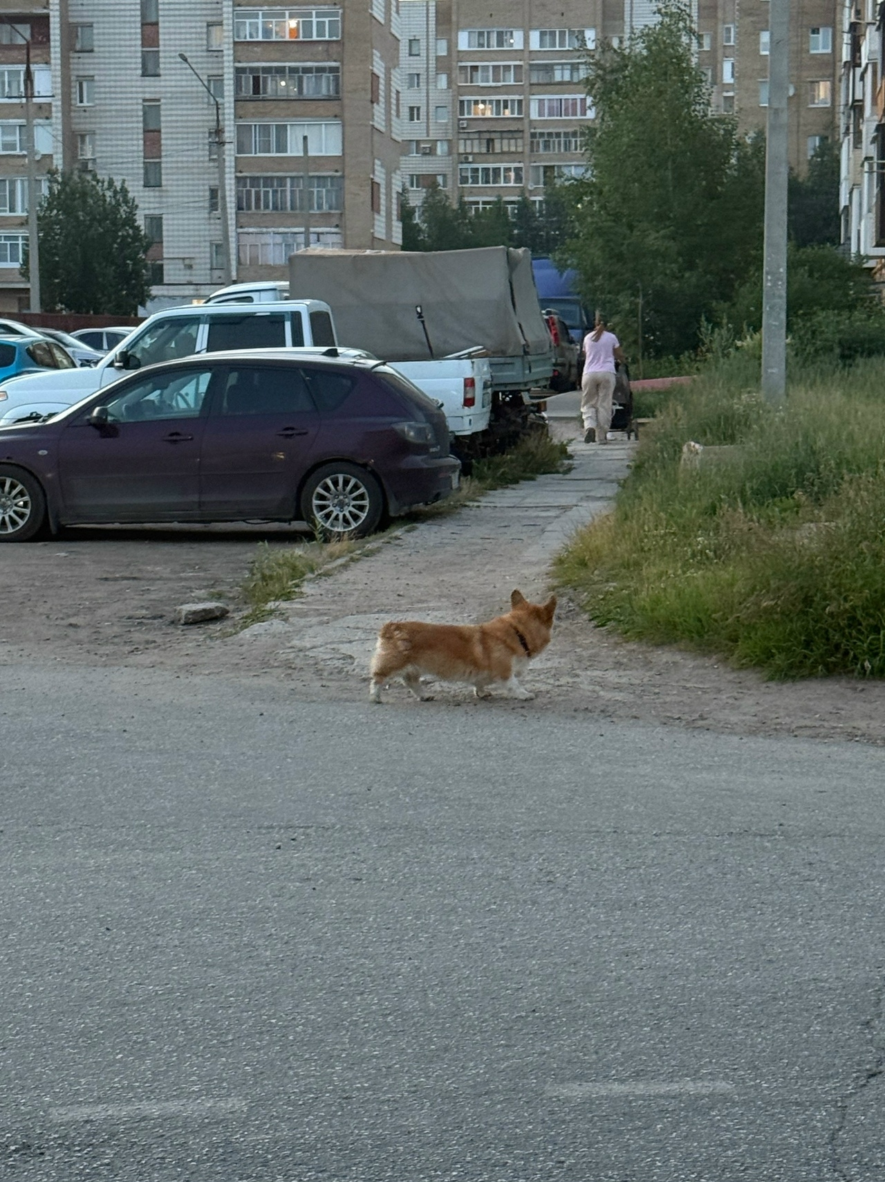 Найдена собака в Ухте — фото объявления