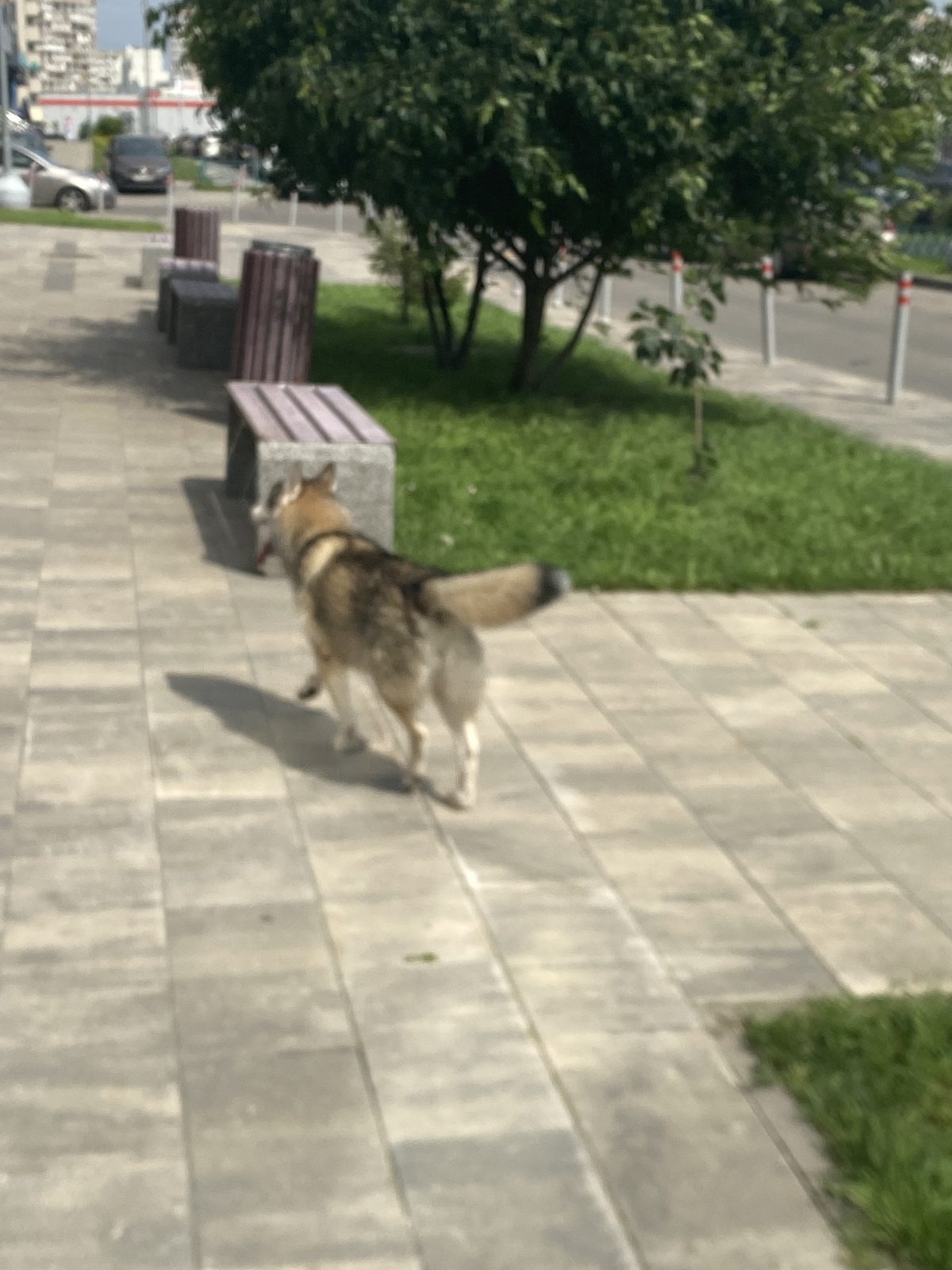 Найдена собака в Зеленограде — фото объявления