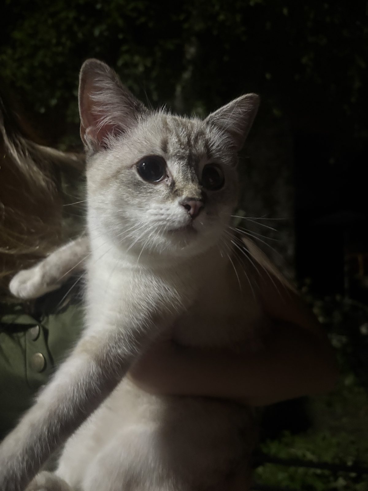 Найдена кошка в Воронеже — Просьба связаться