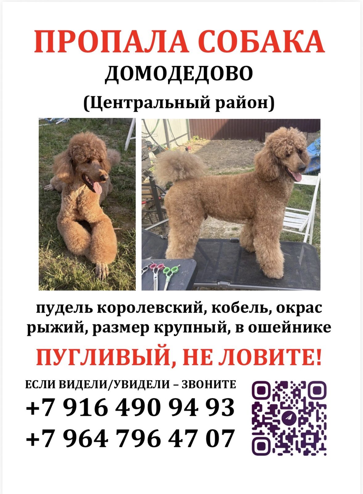 Пропала собака в Домодедове — фото объявления