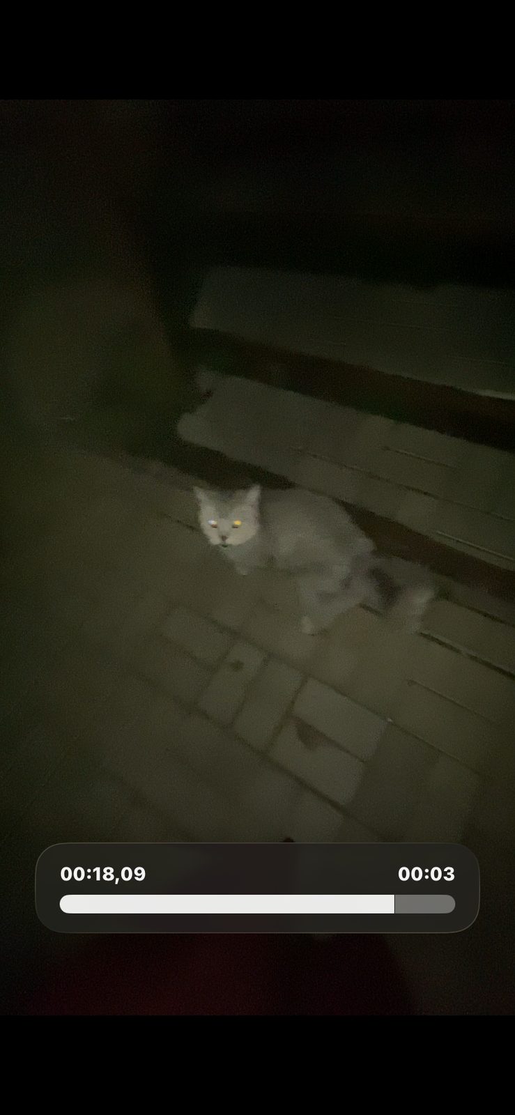Найдена кошка в Нижнекамске — фото объявления