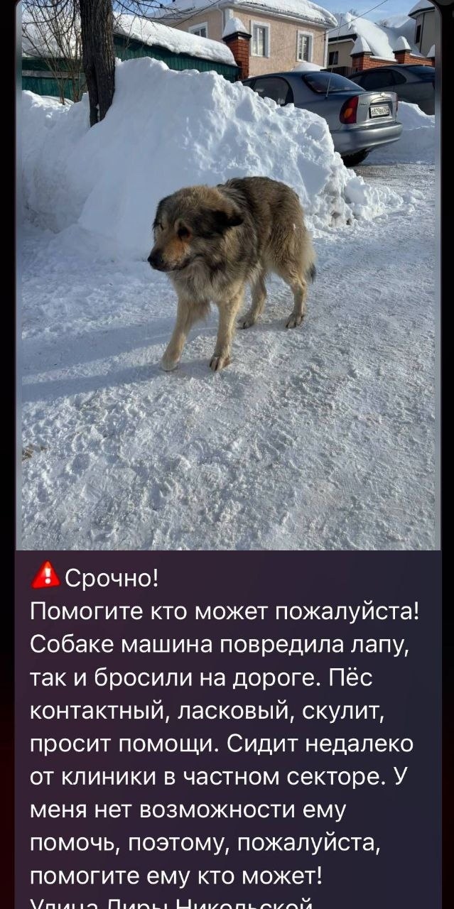 Найдена собака в Дмитрове — фото объявления