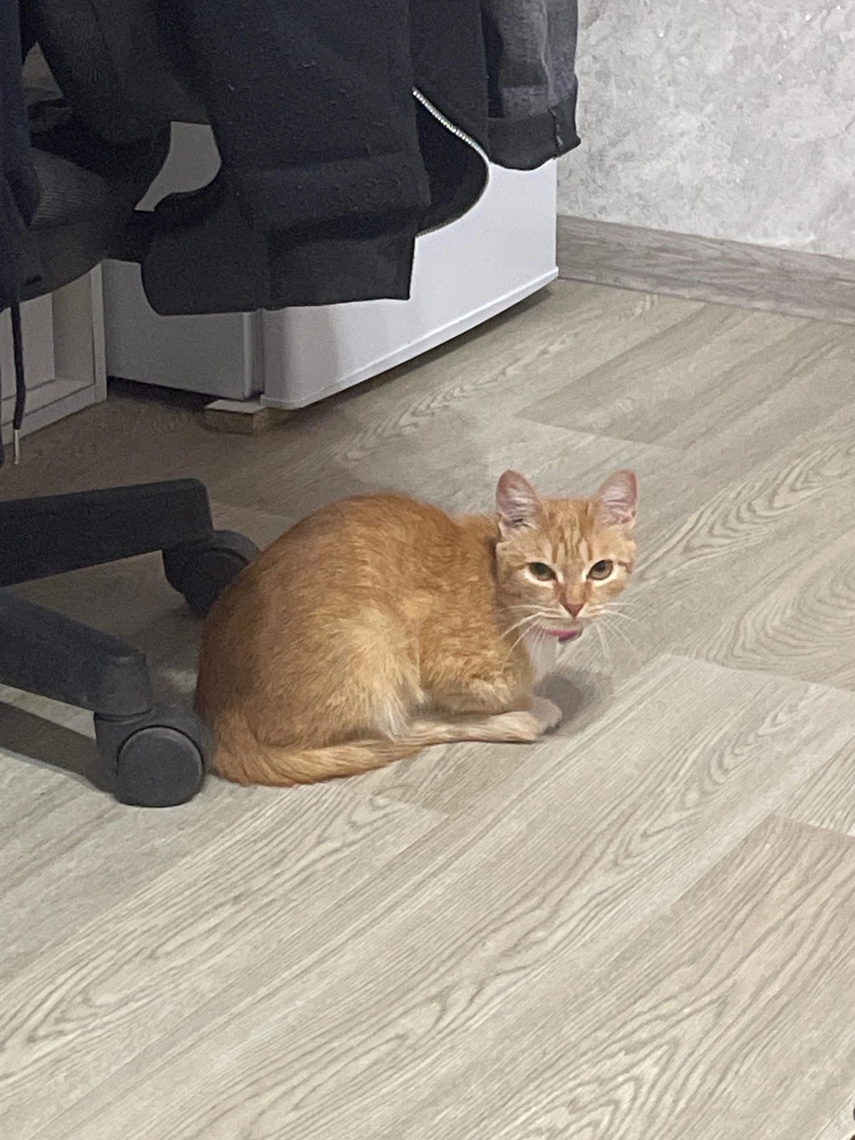 Пропала кошка в Ижевске — фото объявления