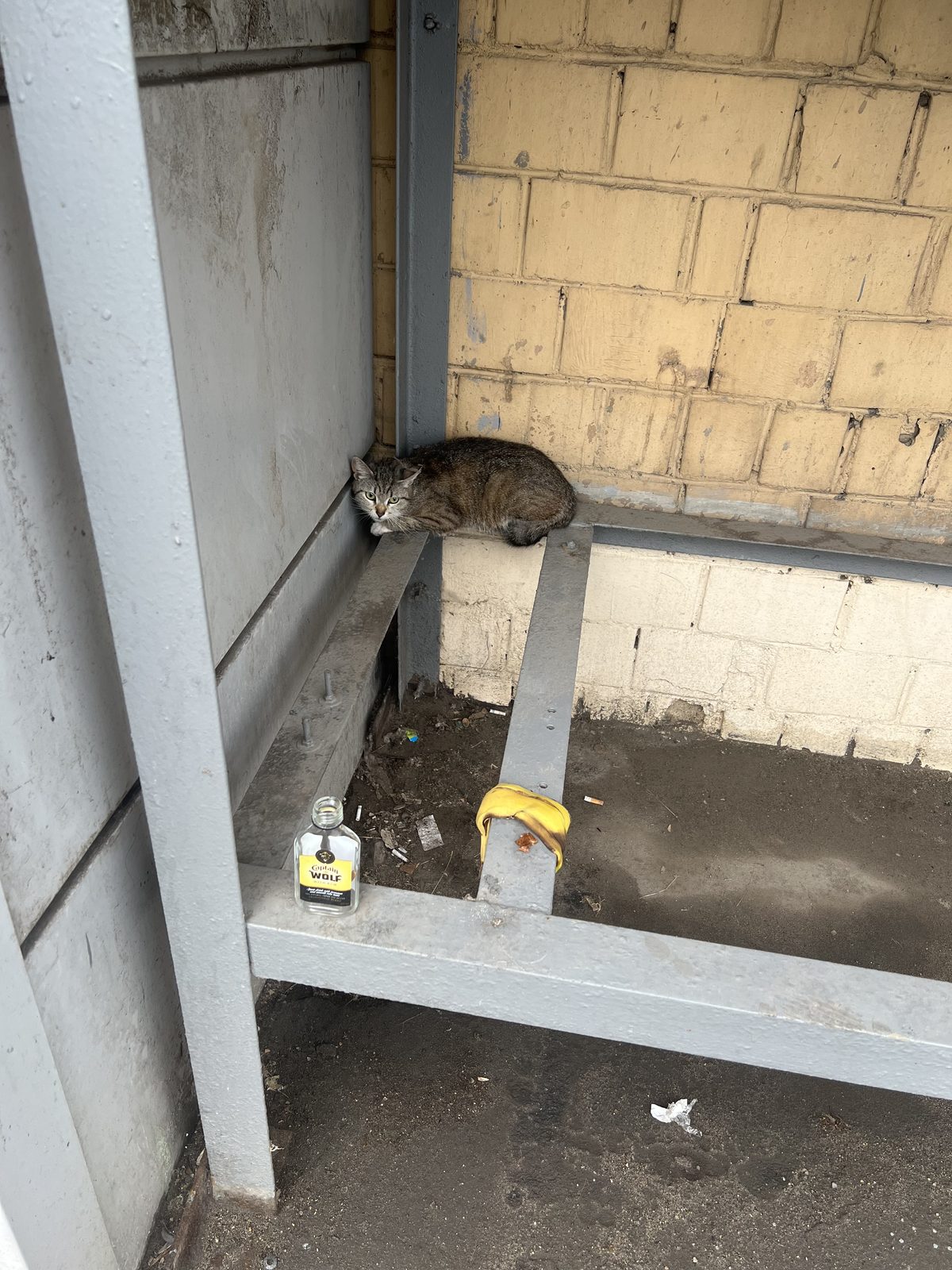 Найдена кошка в Москве — фото объявления