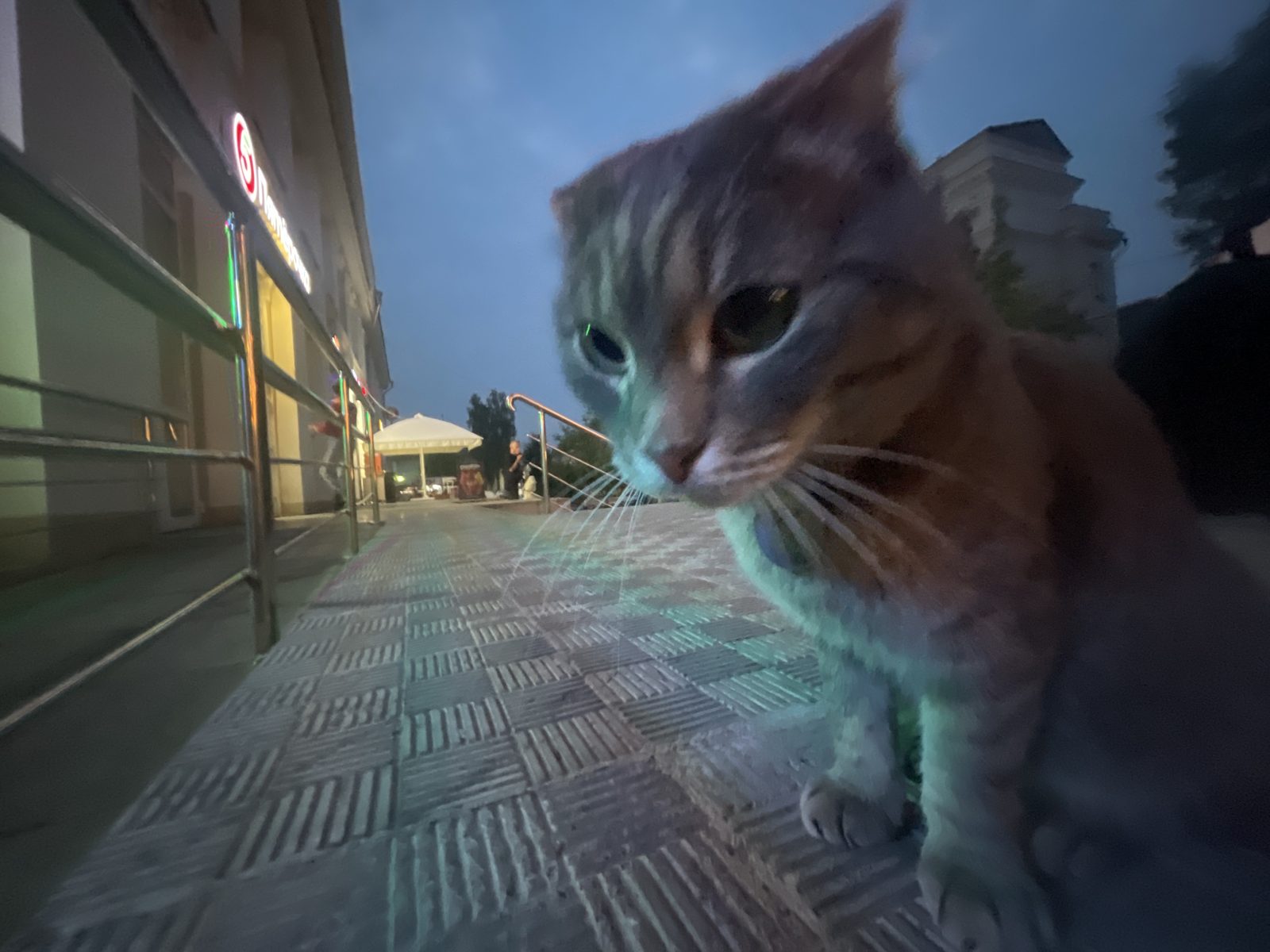 Найдена кошка в Томске — Кошка Тиша