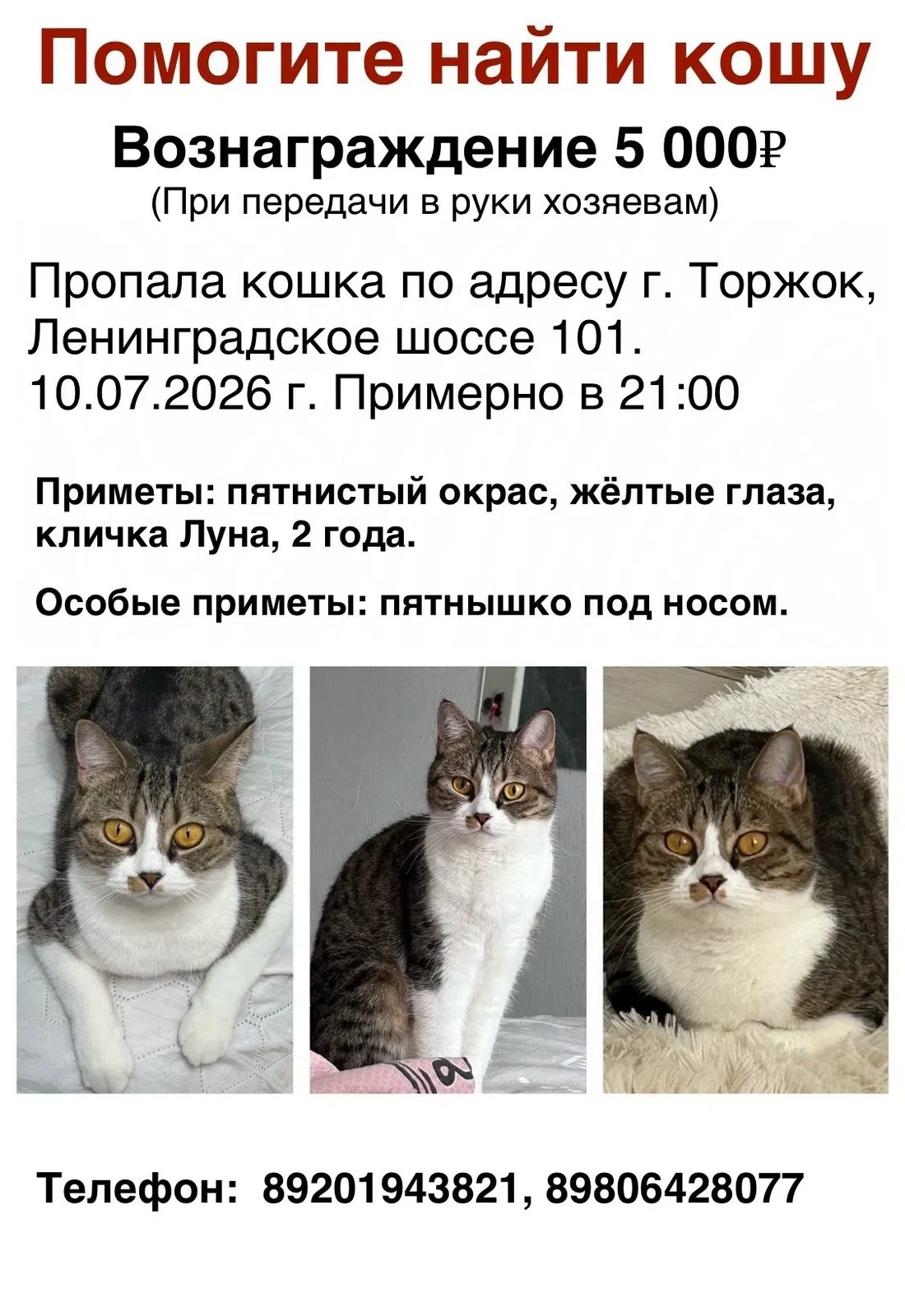 Пропала кошка в Торжке — фото объявления