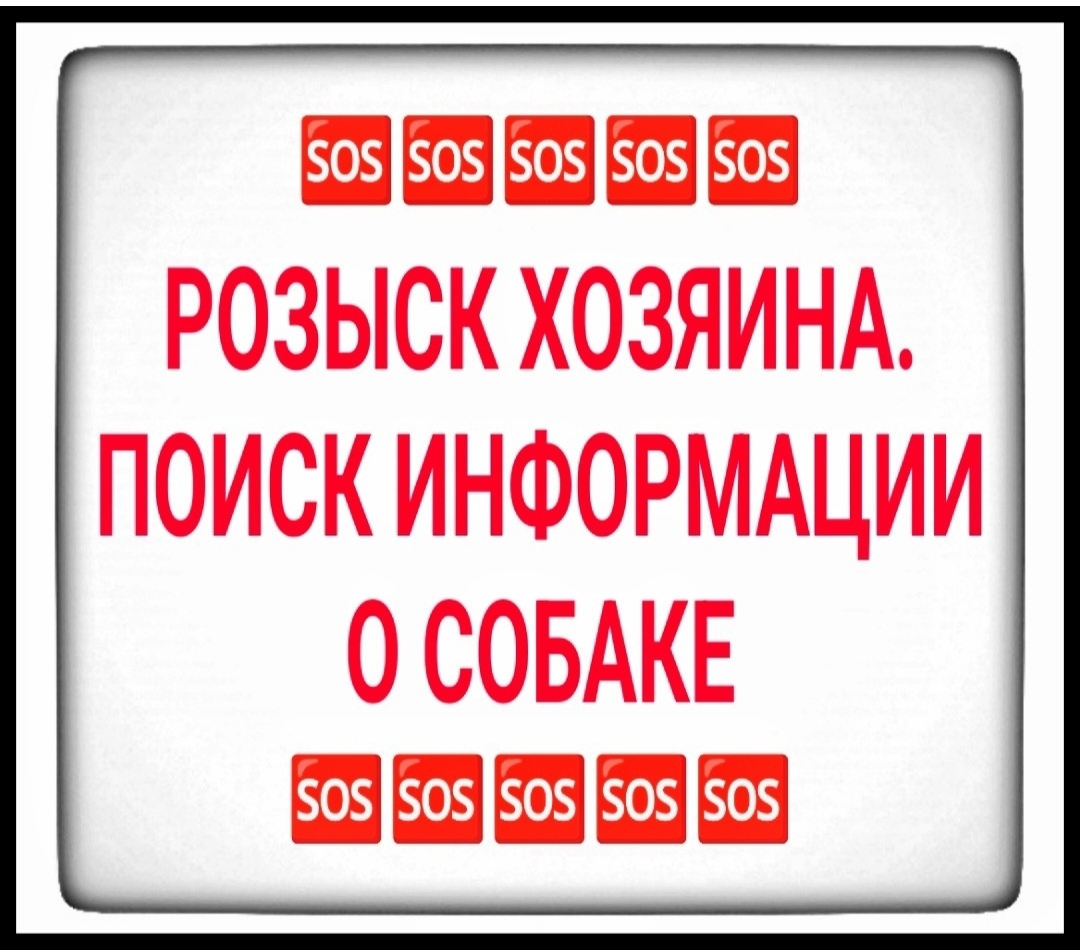Найдена собака в Мурманске — фото объявления
