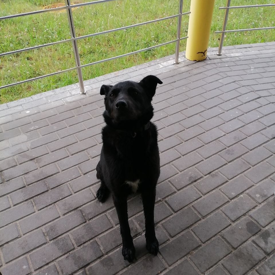 Найдена собака в Жуковском — фото объявления