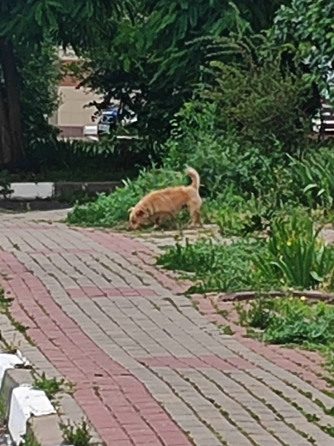 Найдена собака в Белгороде — фото объявления