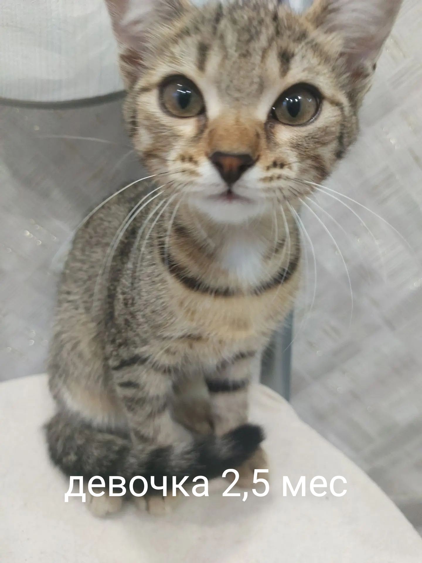 Объявление о питомце в Севастополе — фото объявления