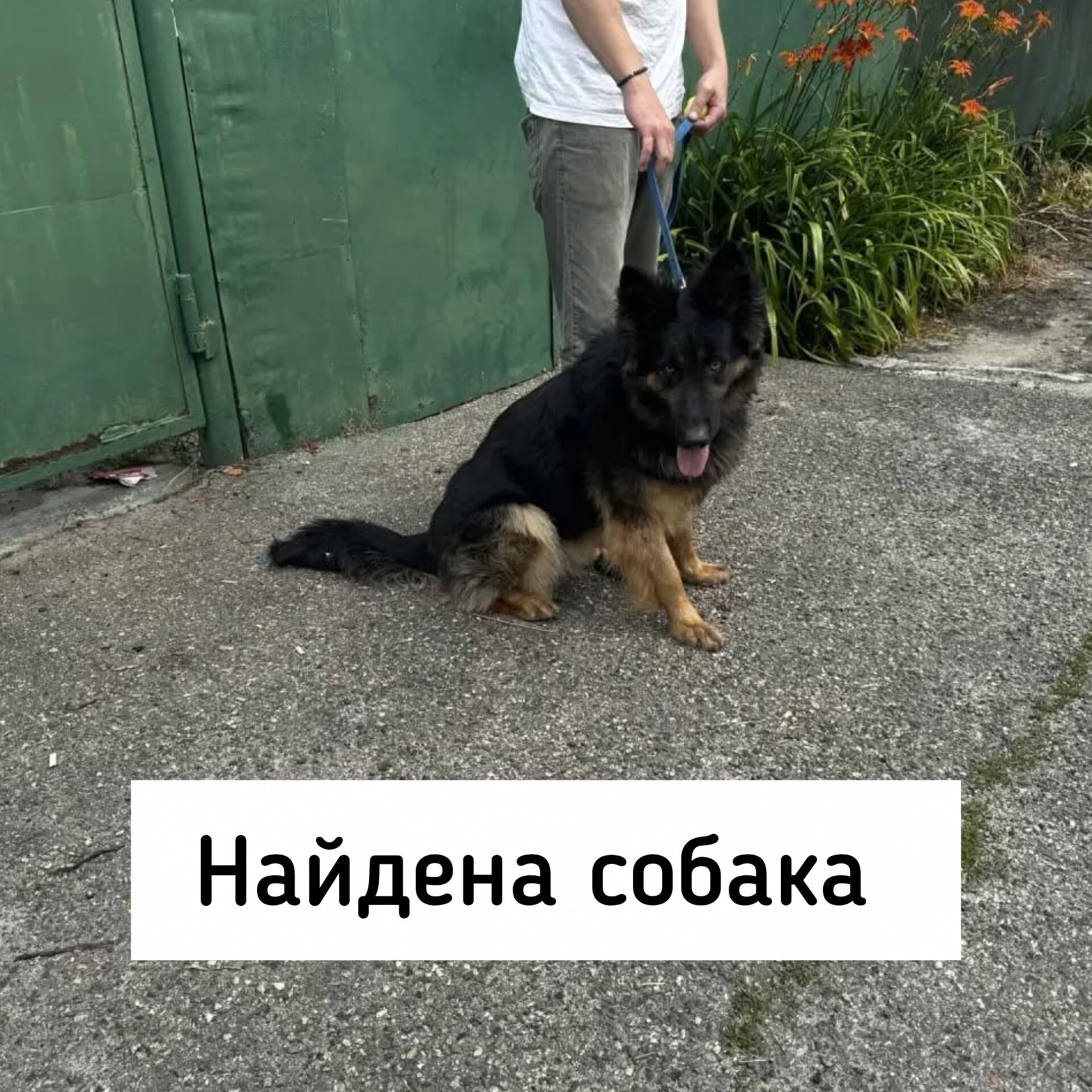 Найдена собака в Ставрополе — фото объявления