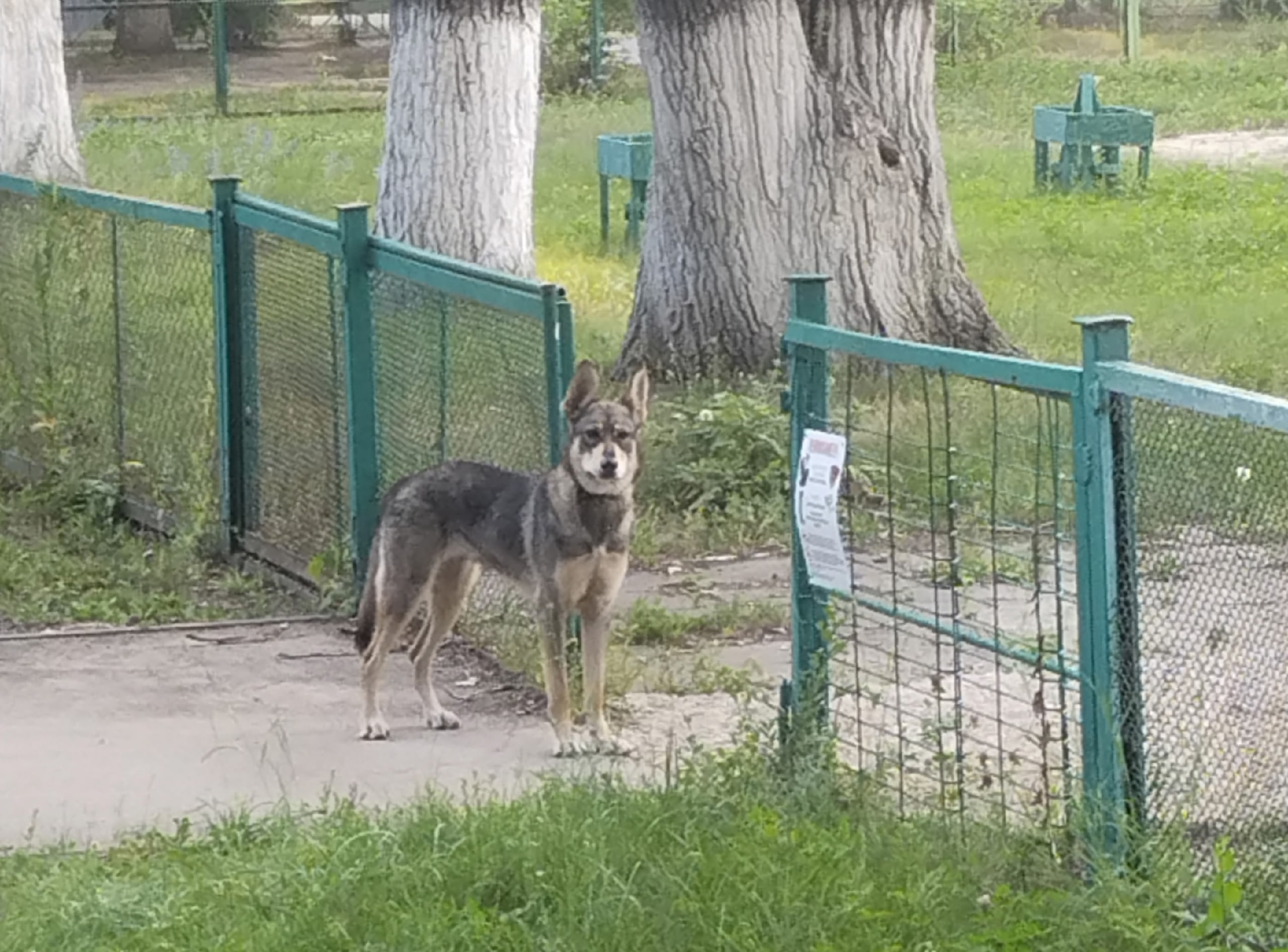 Объявление о питомце в Тольятти — фото объявления