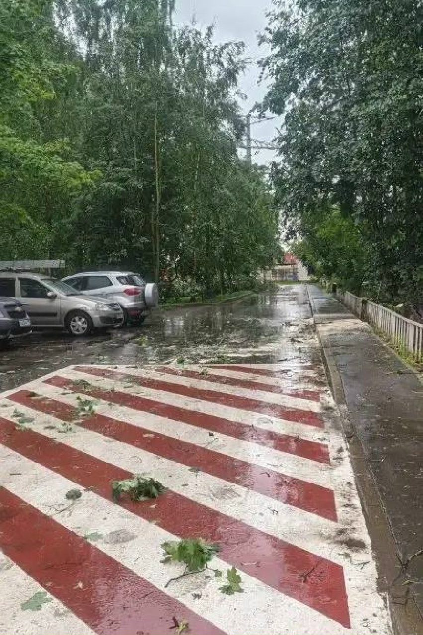 Объявление о питомце в Солнечногорске — фото объявления