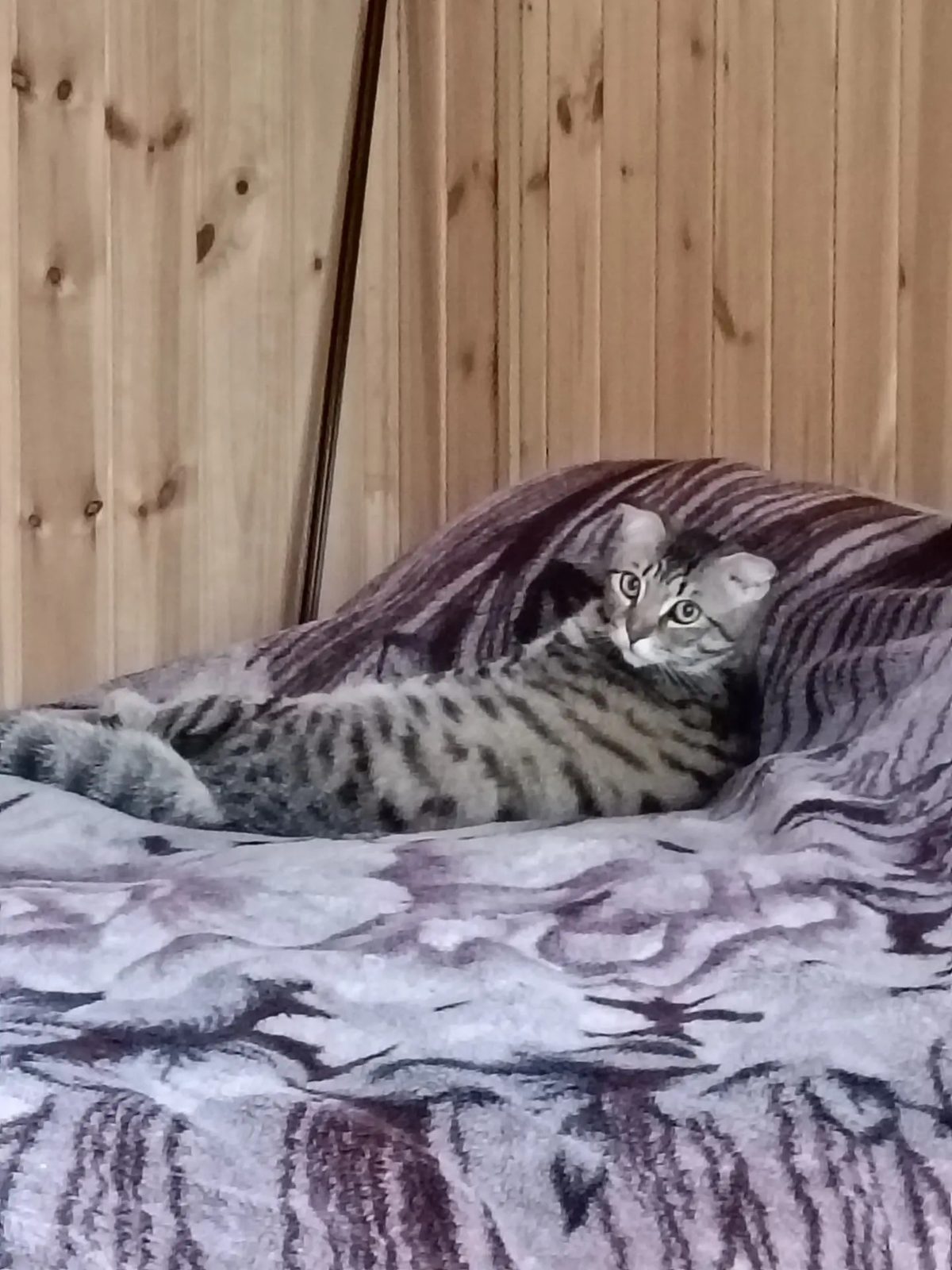 Пропала кошка в Кемерове — фото объявления