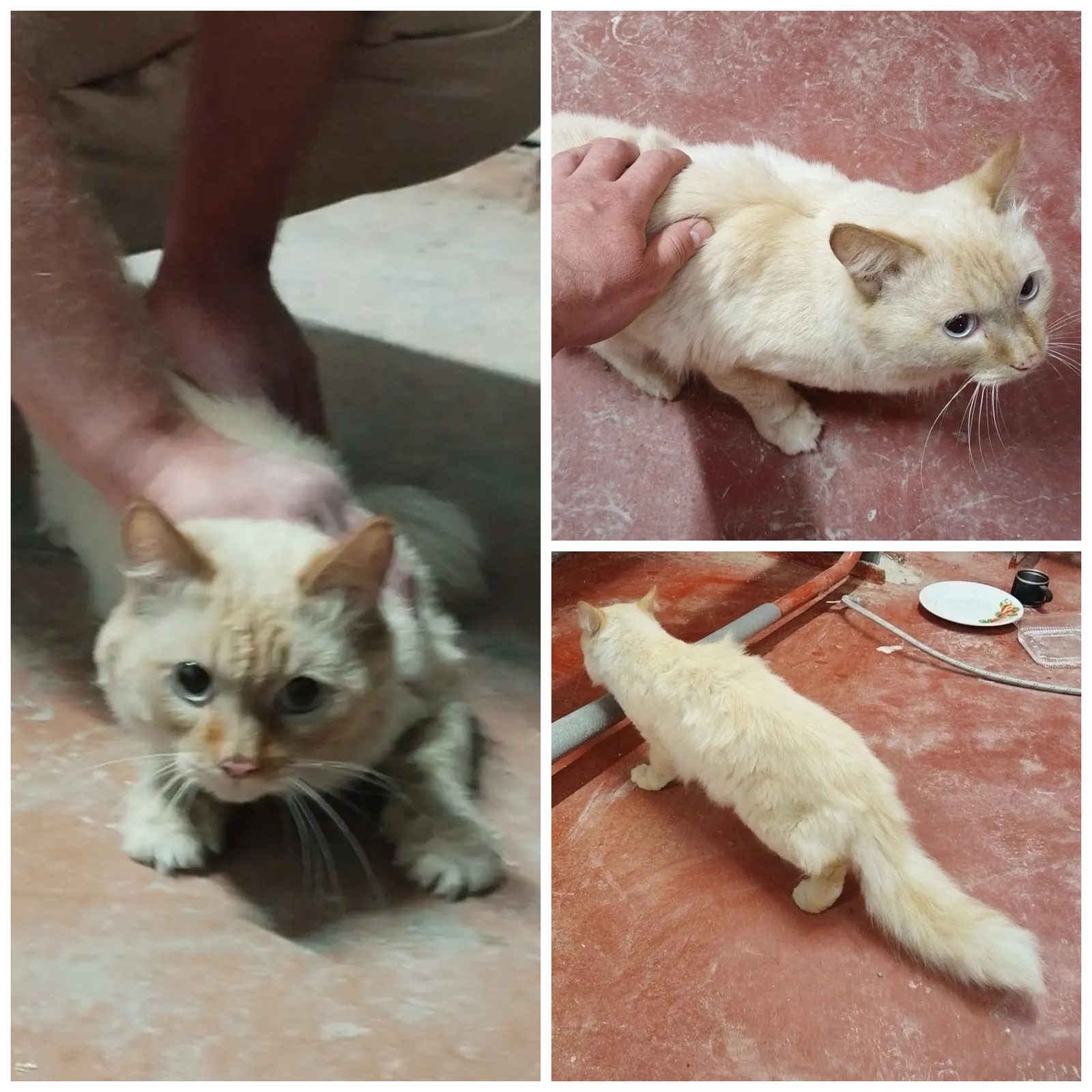 Найдена кошка в Иркутске — Найдет кот или кошка