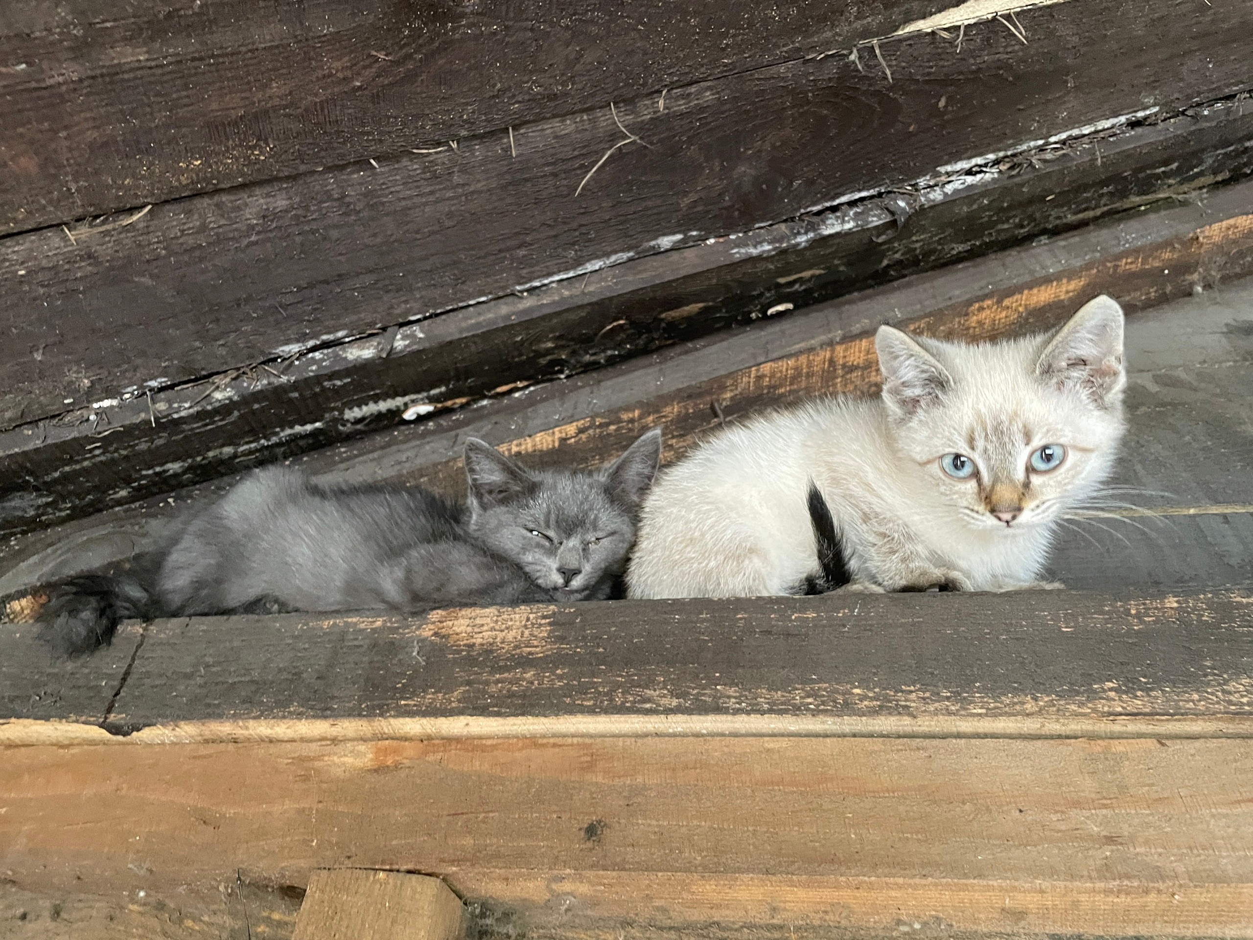 Найдена кошка в Барнауле — фото объявления