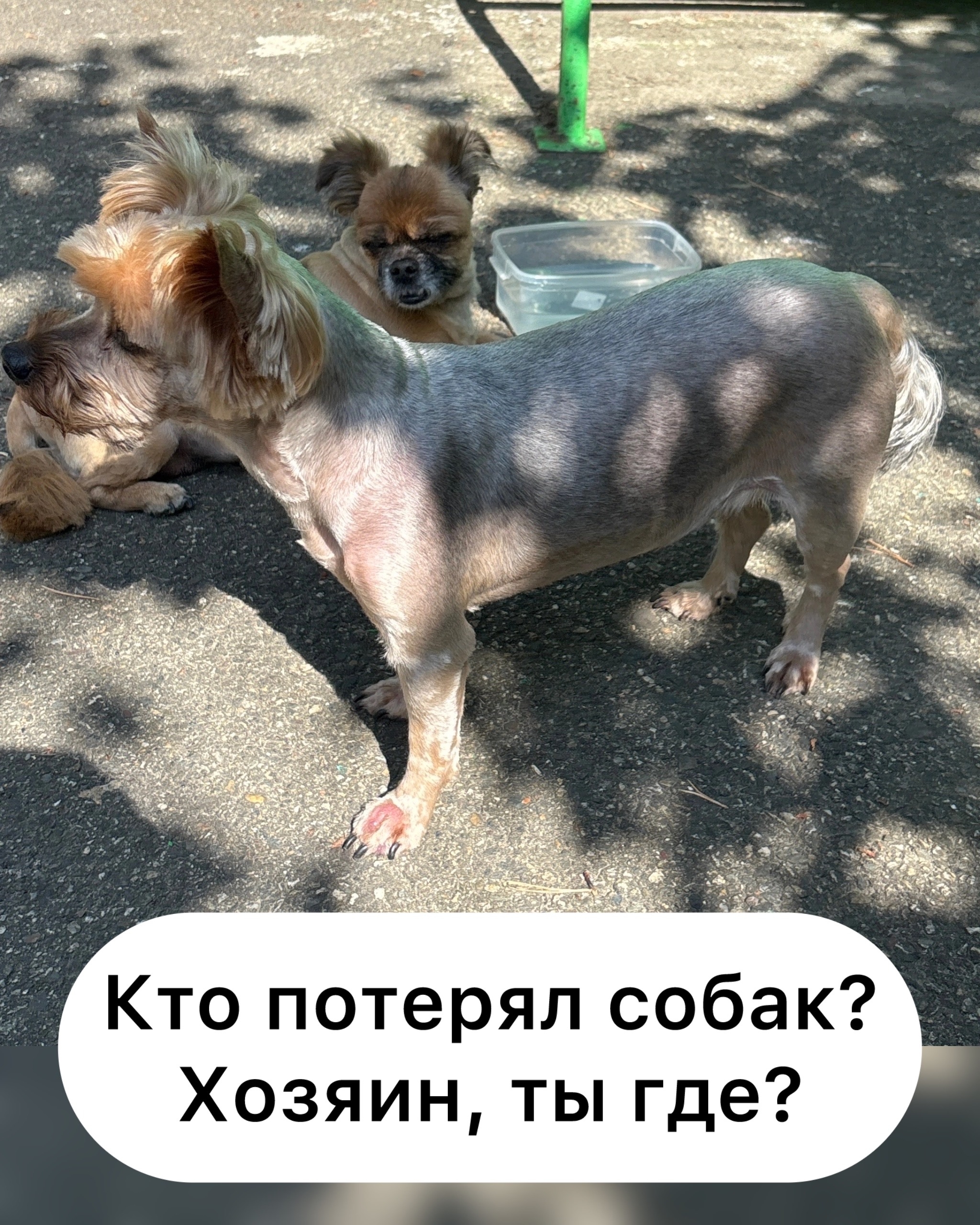 Найдена собака в Ставрополе — фото объявления