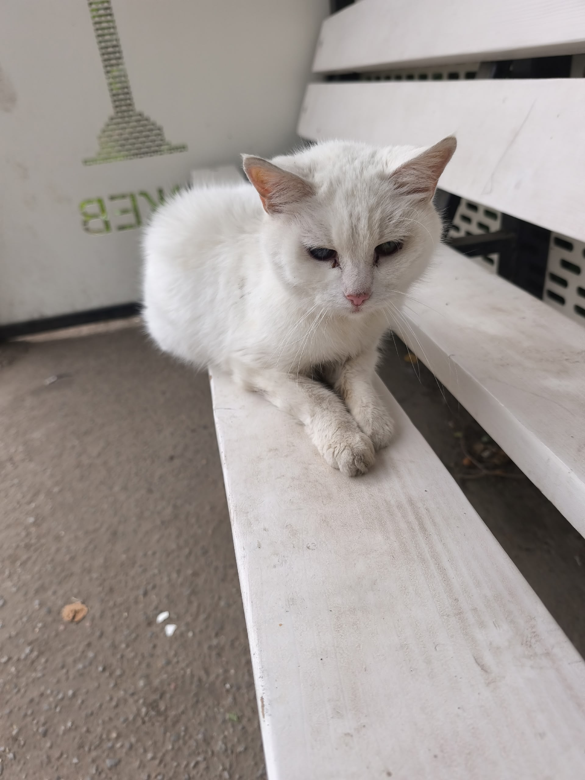 Найдена кошка в Ржеве — фото объявления