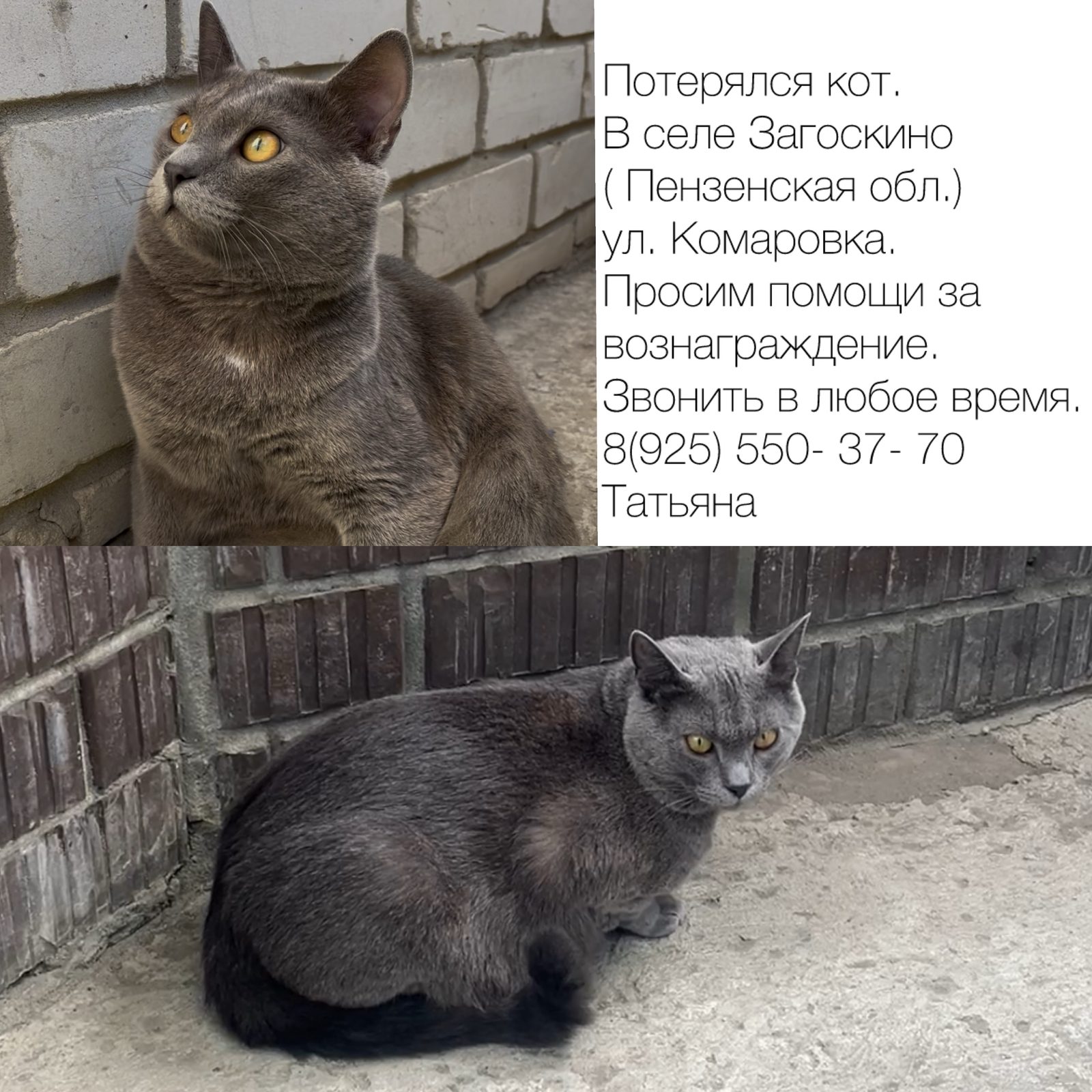 Пропала кошка в Пензе — фото объявления