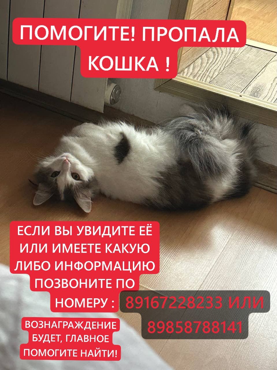 Пропала кошка в Москве — фото объявления