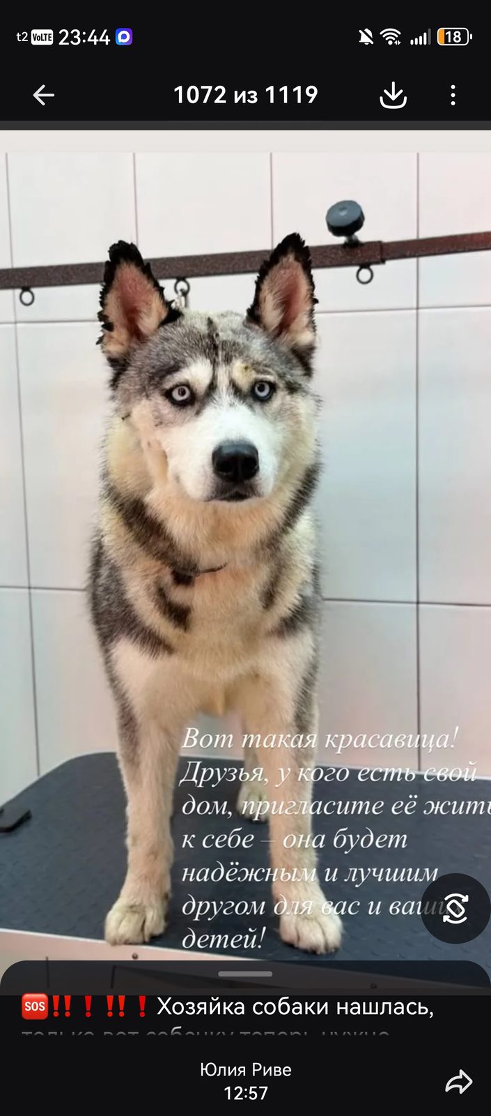 Пропала собака в Омске — фото объявления