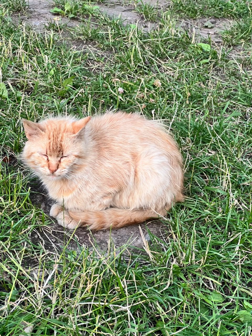 Найдена кошка в Санкт-Петербурге — Потерянный кот/кошка