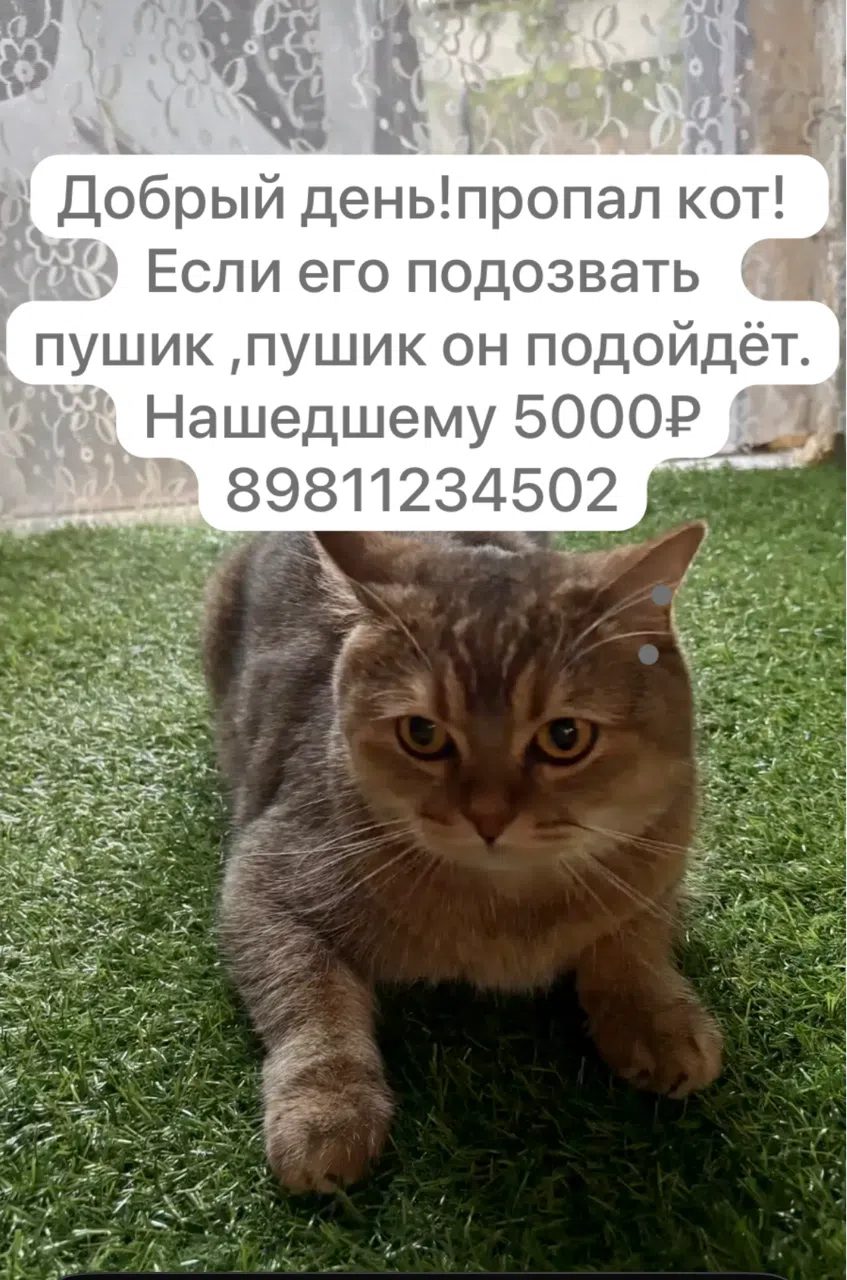 Пропала кошка в Городище — фото объявления