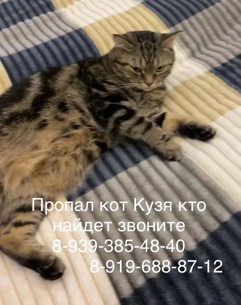 Объявление о питомце в Нижнекамске — фото объявления