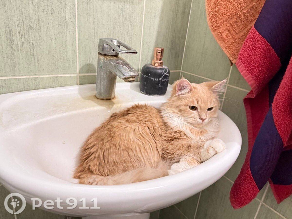 Найдена кошка в Реутове — фото объявления