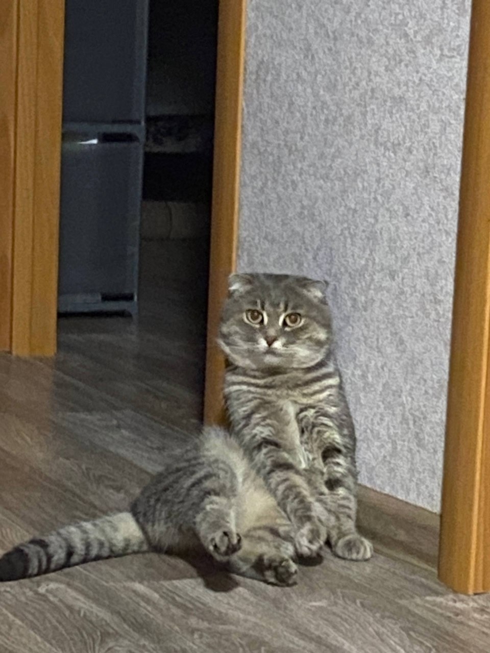 Найдена кошка в Пензе — фото объявления