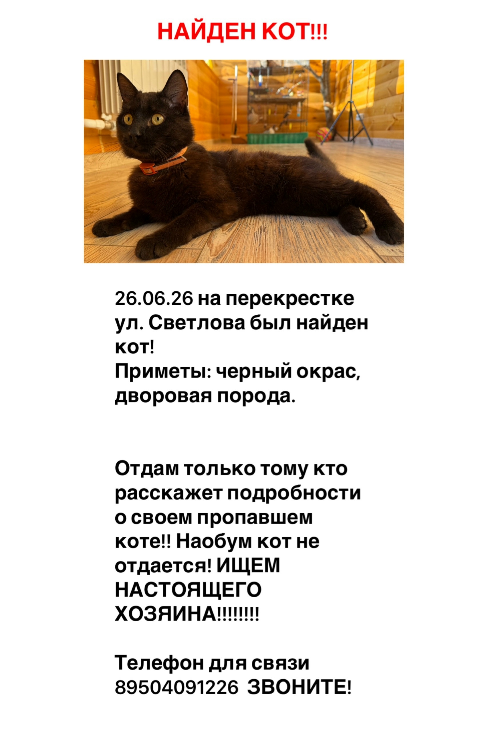 Найдена кошка в Красноярске — фото объявления