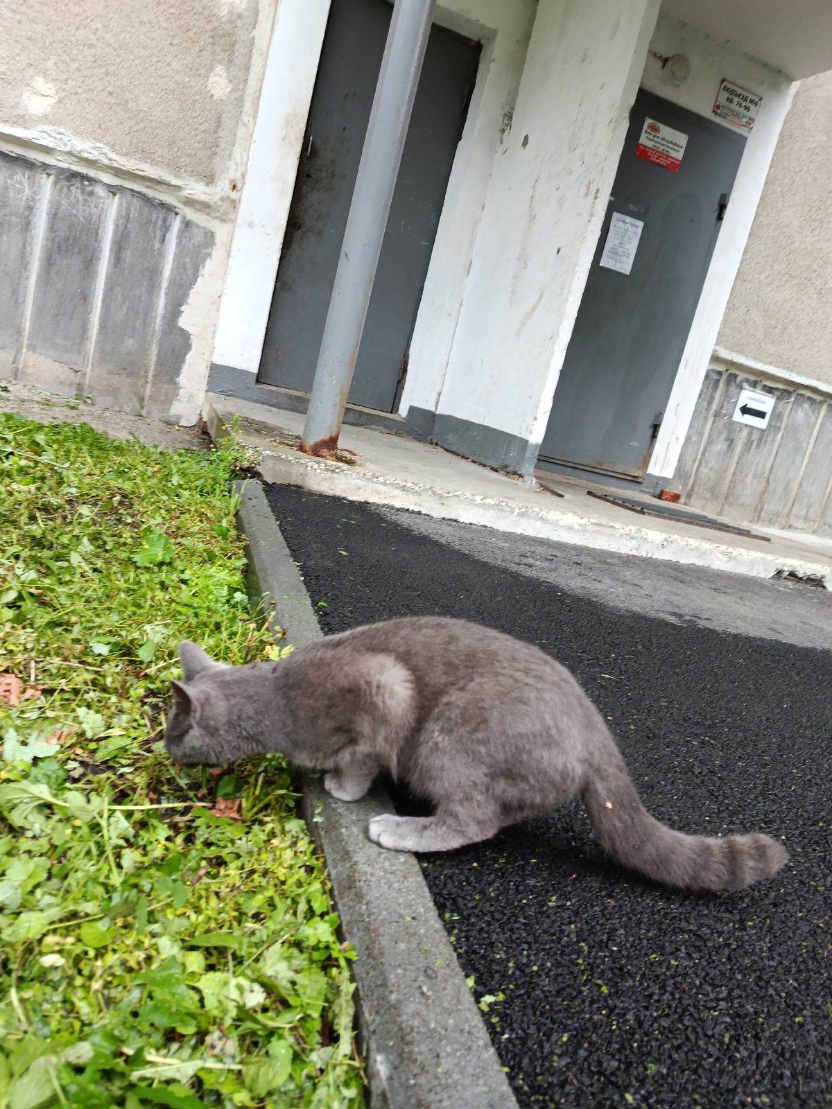 Найдена кошка в Миассе — Во дворе ул.Вернадского ,12 появился домашний котенок