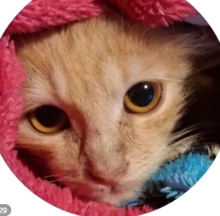 Найдена кошка в Калуге — фото объявления