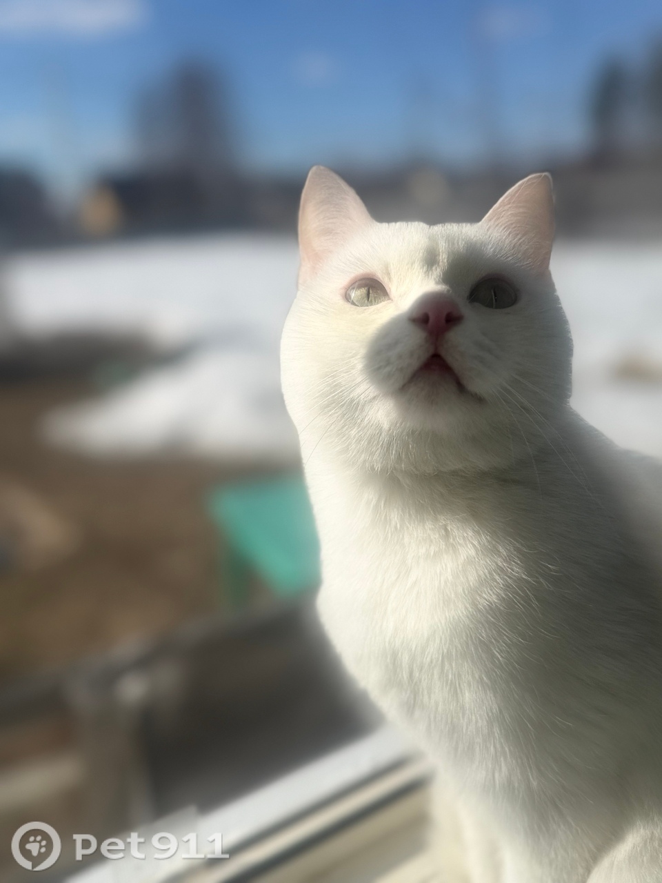 Найдена кошка в Нальчике — фото объявления