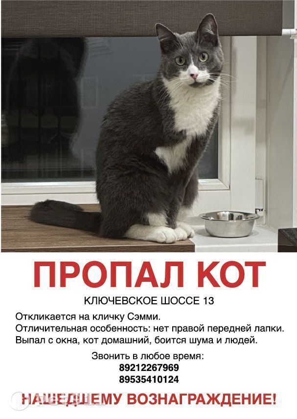 Найдена кошка в Петрозаводске — фото объявления