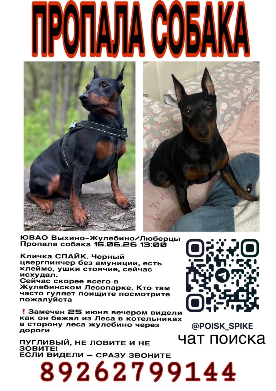 Найдена собака в Раменском — фото объявления