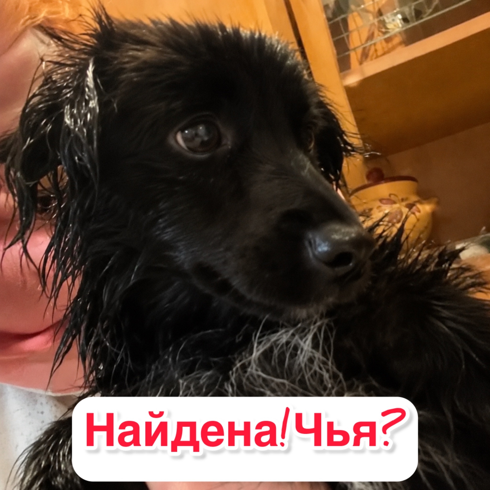 Найдена собака в Ставрополе — фото объявления