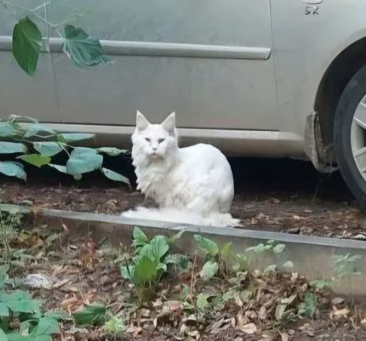 Найдена кошка в Рязани — фото объявления