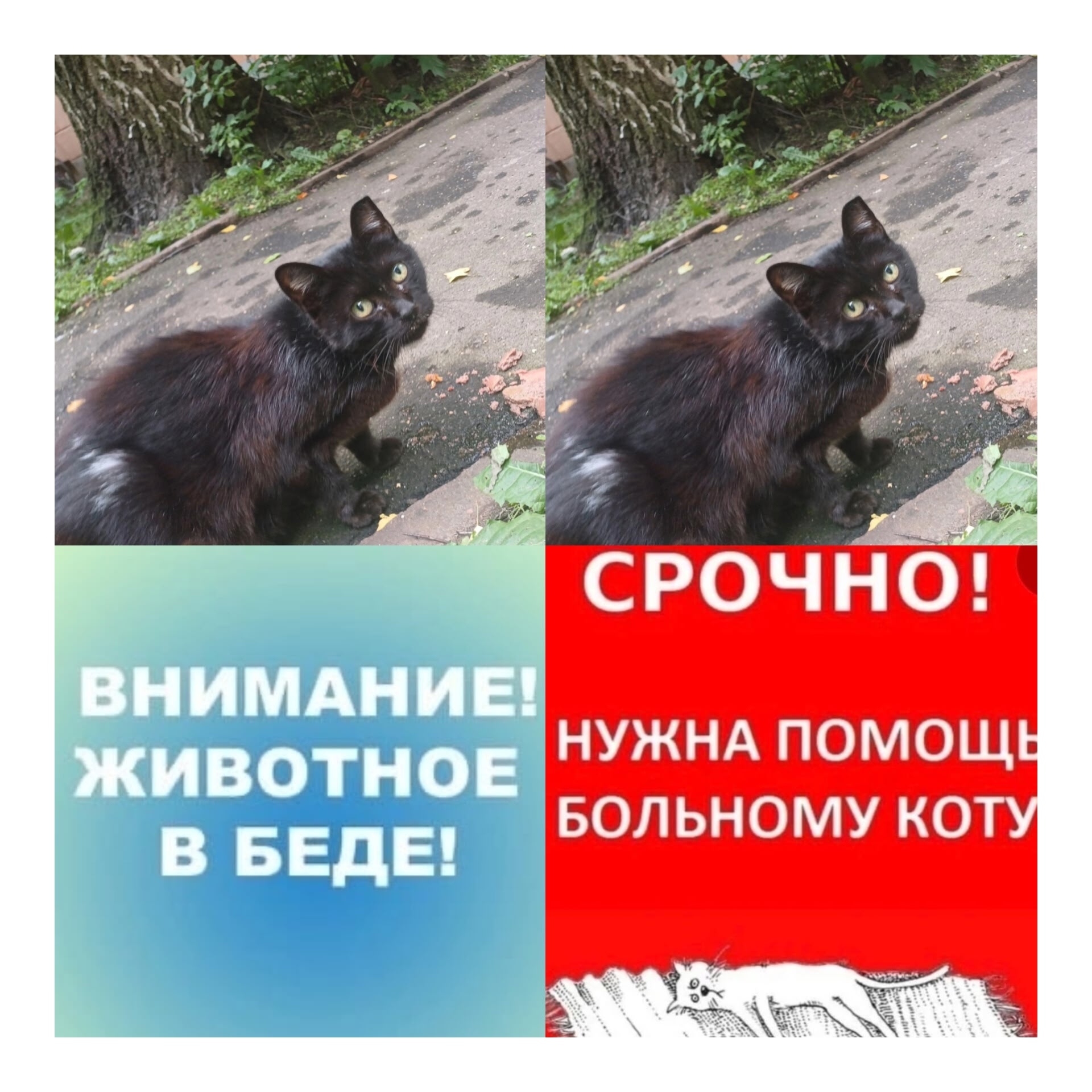 Найдена кошка в Ступине — фото объявления