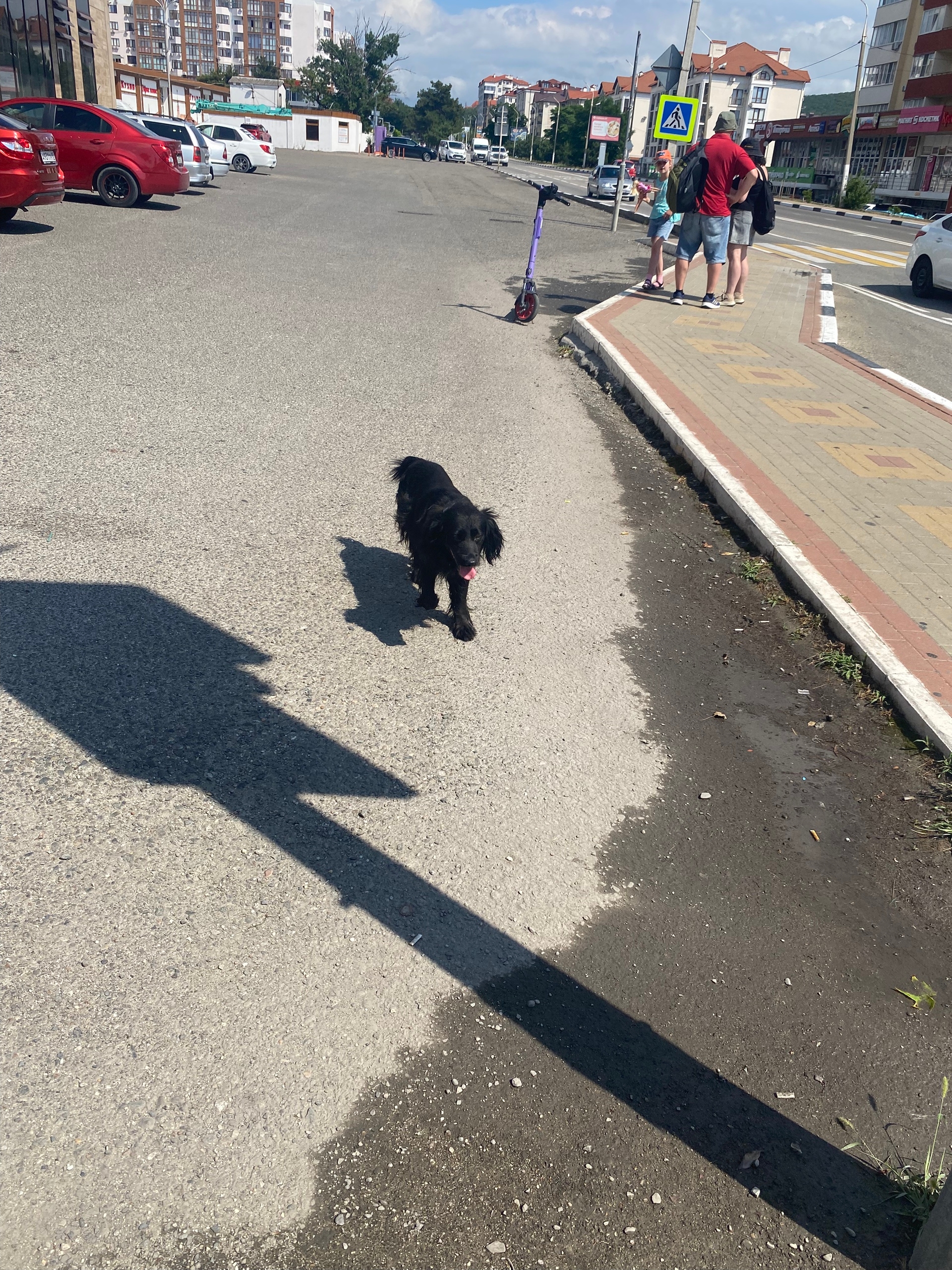 Найдена собака в Геленджике — фото объявления