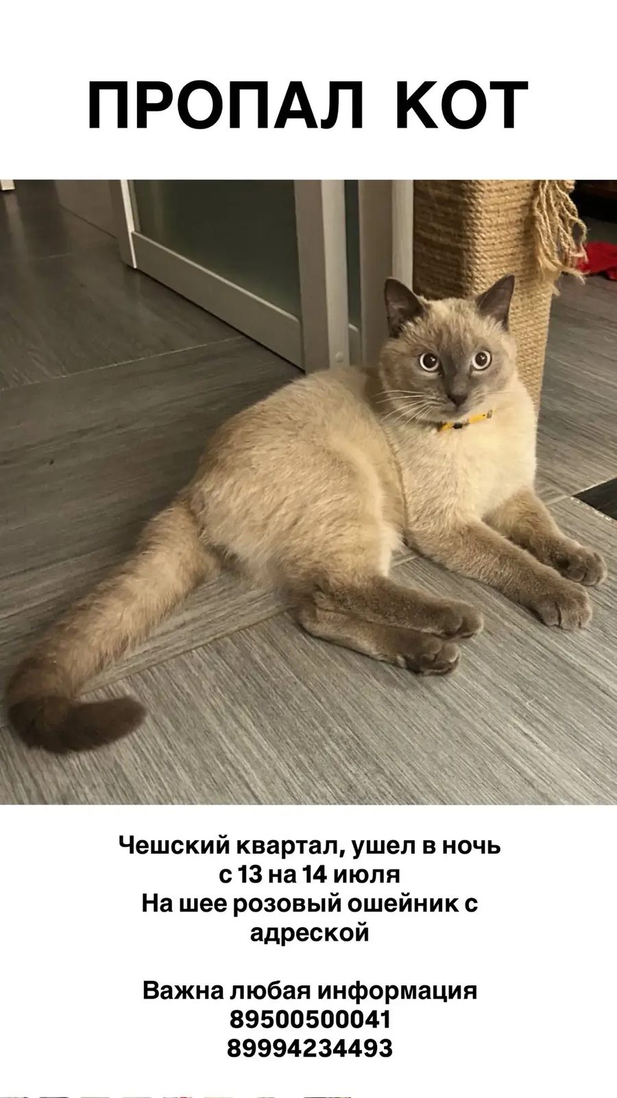 Пропала кошка в Иркутске — фото объявления