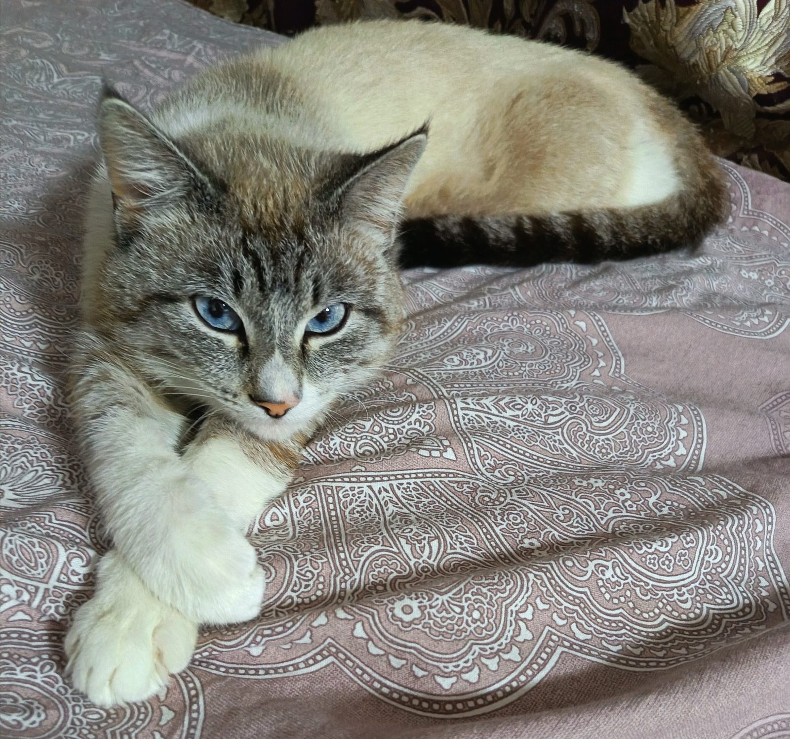 Пропала кошка в Раменском — фото объявления