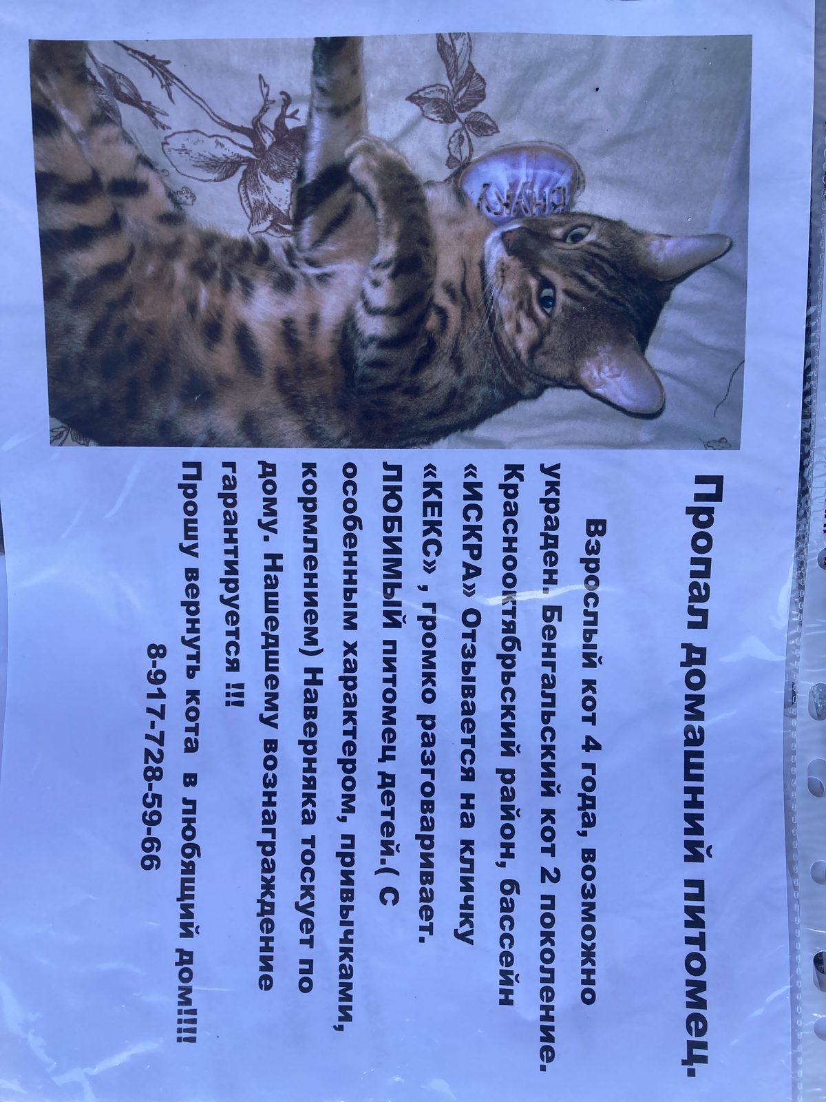 Пропала кошка в Волгограде — фото объявления