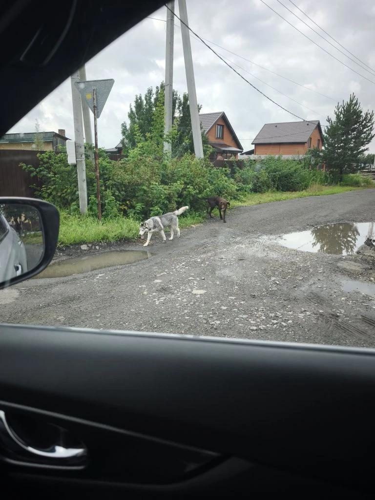Найдена собака в Тюмени — Курцхар