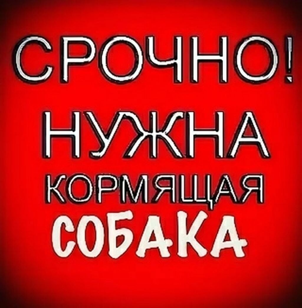 Найдена собака в Калуге — фото объявления