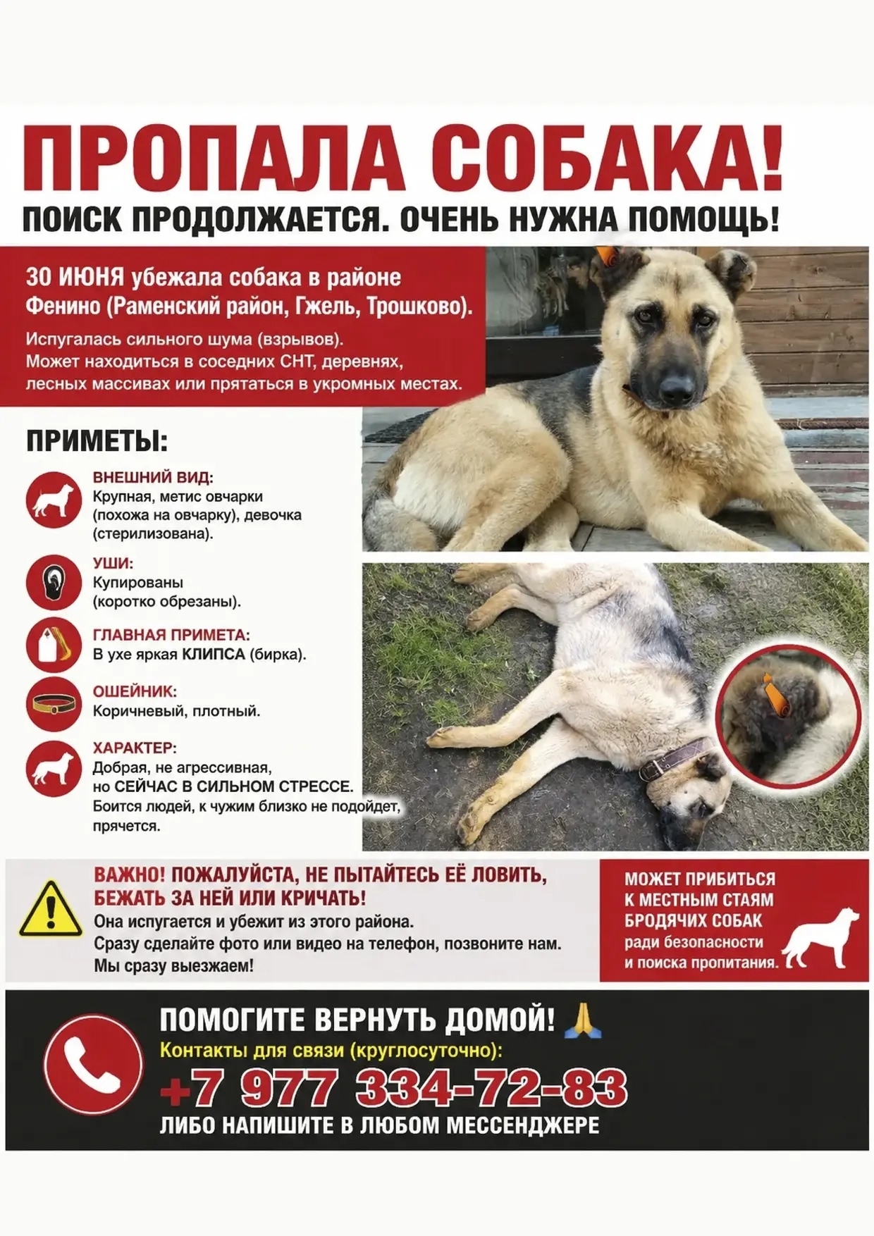 Найдена собака в Раменском — фото объявления